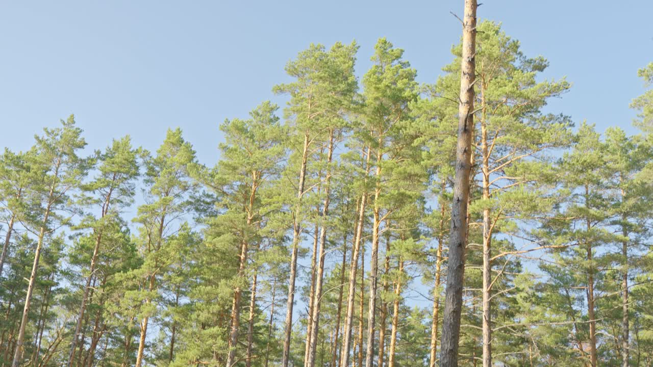 Sfondo di pineta soleggiata in una calda giornata estiva