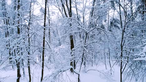 Snowy-branches-in-forest.-Winter-fairy-background