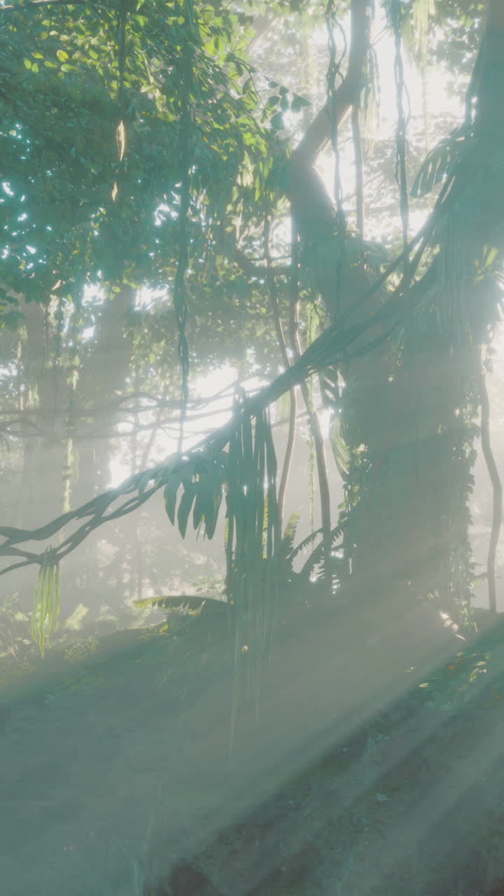 Mysterious misty forest with sunlight streaming through lush canopy