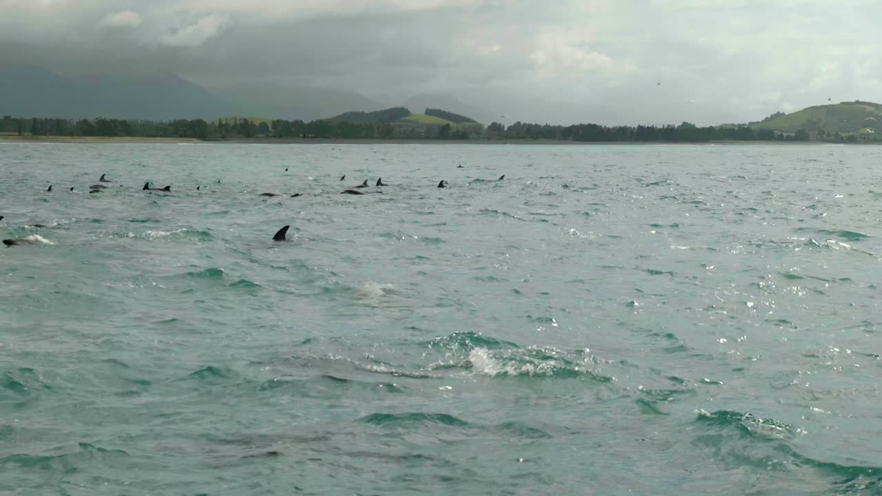 해안의 즐거움: 배경에 해안선과 함께 돌고래의 어리 매혹적인 재고 영상