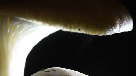 magnífico primer plano de hongos liberando esporas en la oscuridad - pleurotus ostreatus &quot;el hongo ostra