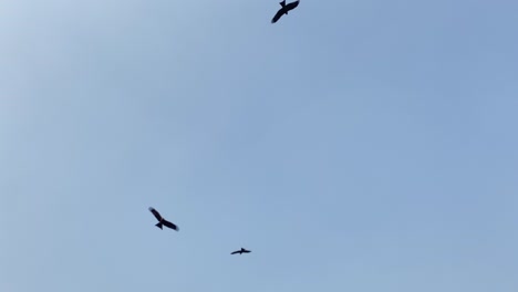 worm's-eye view of black birds flying on blue sky background seen from below