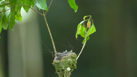 Die-Mutter-Des-Schwarznackenmonarchvogels-Flog-Davon-Und-Ließ-Ihre-Drei-Kinder-Im-Nest-Zurück,-Nachdem-Sie-Sie-Gefüttert-Hatte