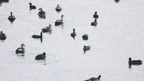 Eine-Gruppe-Von-Blässhühnern-Und-Fleckschnabelenten-Und-Kammenten,-Die-Zusammen-Im-Seewasser-Schwimmen-I-Vögel-Im-See-Stock-Video