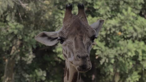 jirafa limpiando las fosas nasales con la lengua