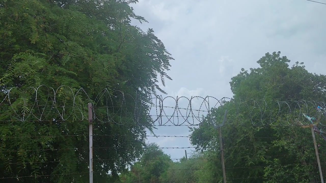Razor wire security barrier surrounded by dense vegetation beneath cloudy sky. Ideal for security, border control, restricted access, surveillance, perimeter protection, and safety concepts.
