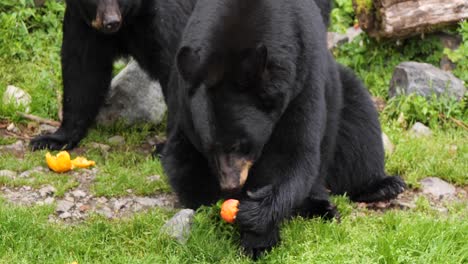 el oso negro comiendo frutas. alaska.