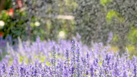 plantas de lavanda siendo regadas en un jardín