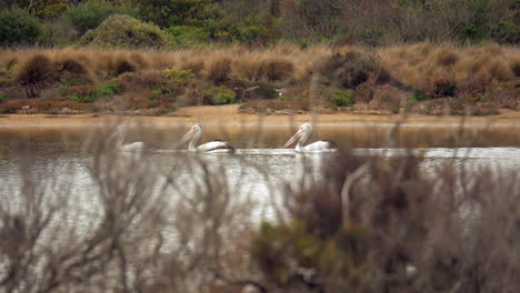 Una-Manada-De-Pelícanos-Australianos-Nadando-En-Un-Arroyo