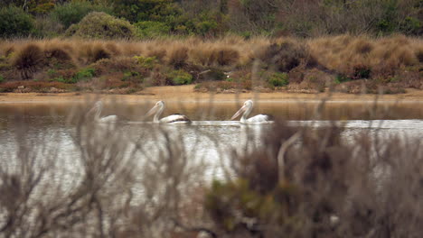 una manada de pelícanos australianos nadando en un arroyo