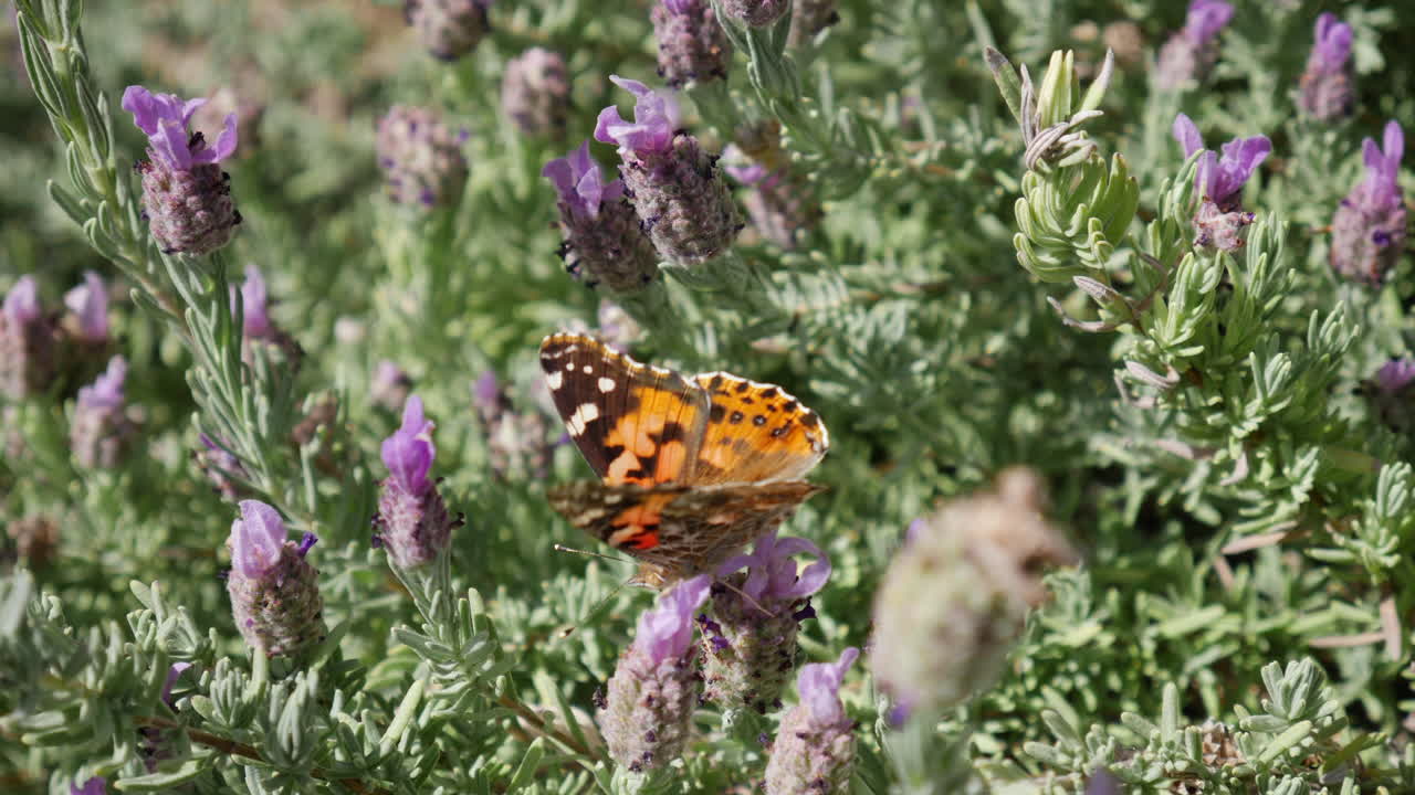 Primo piano di una farfalla vanessa del cardo al rallentatore che si nutre di nettare e raccoglie polline su fiori viola.