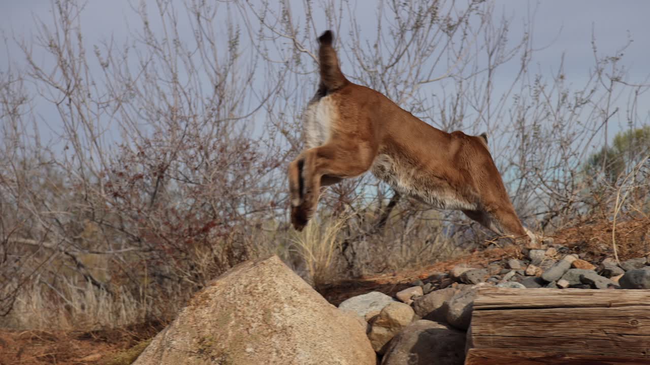 el puma hace un salto increíble en cámara lenta.