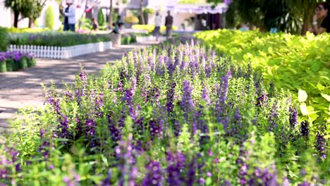 purple flowers garden path