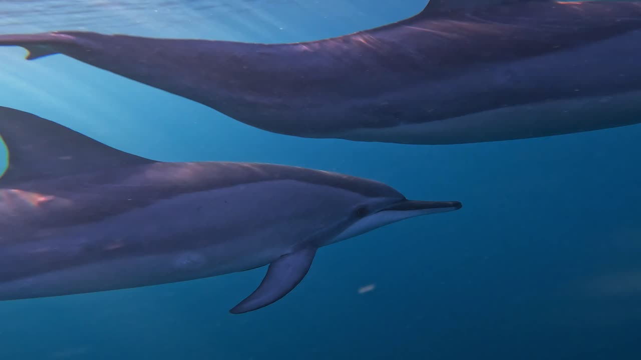 돌고래 집단은 열대 빛 아래 무분별하게 놀고 있습니다.