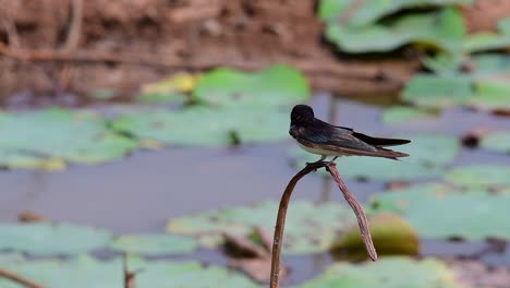 a small fast moving bird which is found almost everywhere in the world, most of the time flying around to catch some small insects