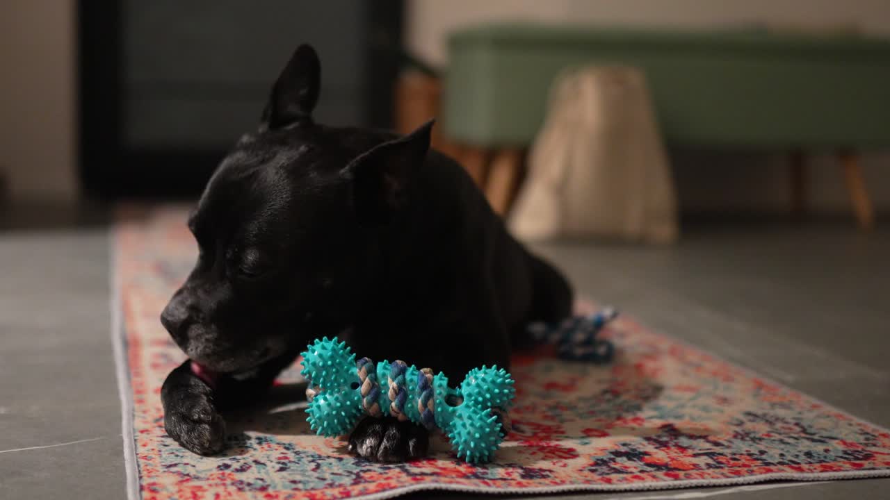 Adorable black dog resting on colorful rug, enjoying chew toy, cozy home scene with warm lighting.