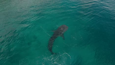 Drone-shot-of-a-Whale-Shark-,-the-biggest-fish-in-the-ocean,-swimming-near-the-surface-at-Oslob-the-Philippines-at-a-sunny-day