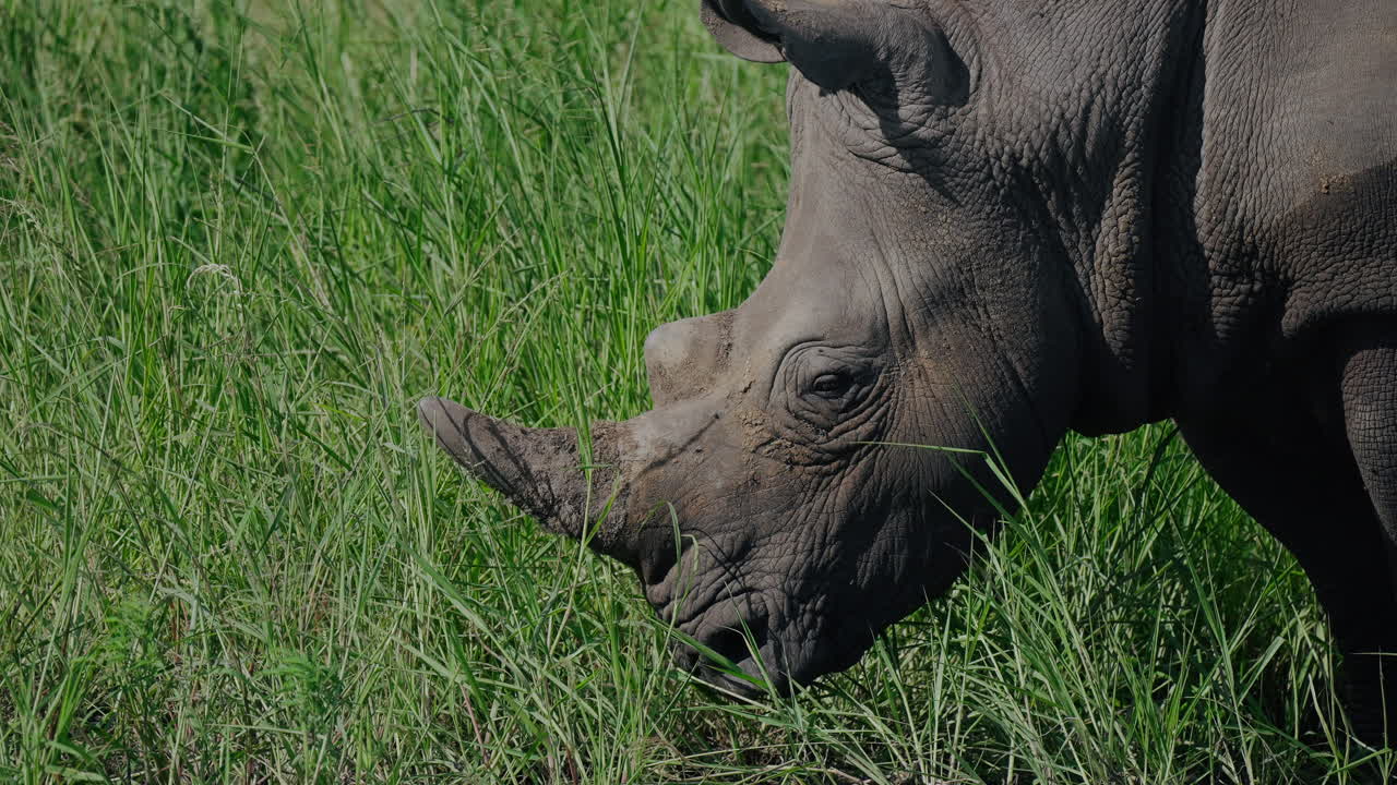 White Rhinoceros in Grassy Savanna