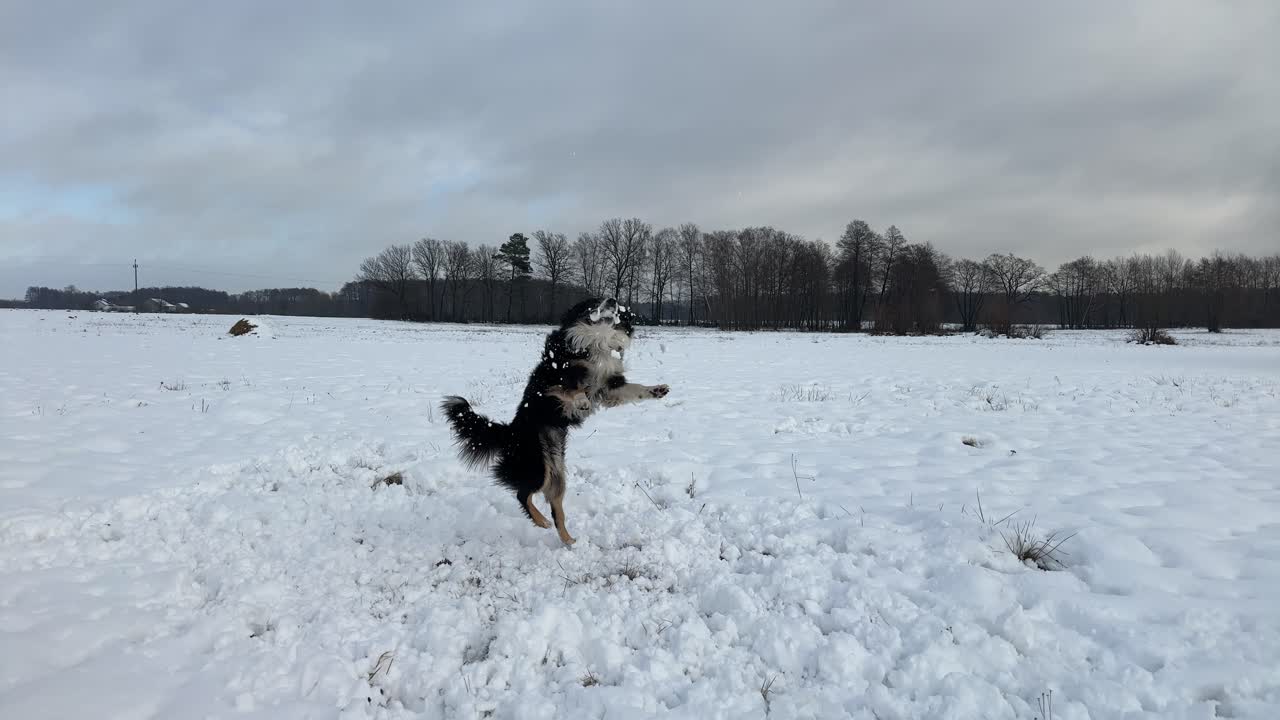 Un Border Collie se lanza sobre un terreno cubierto de nieve y atrapa una bola de nieve lanzada en un día gris de invierno