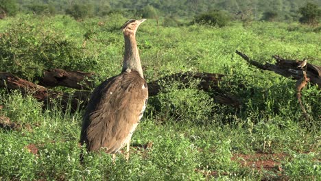 A-beautiful-kori-bustard-stands-with-its-head-up-and-enjoys-the-sun-in-the-savannah