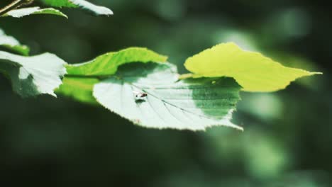 pequeña mosca descansando sobre una hoja de roble en el sol de verano
