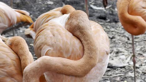 the group of american_flamingo birds