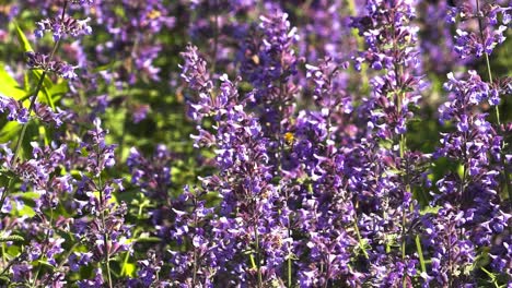 nature bee flying from bugle flower to bugle flower in slow motion 120 fps