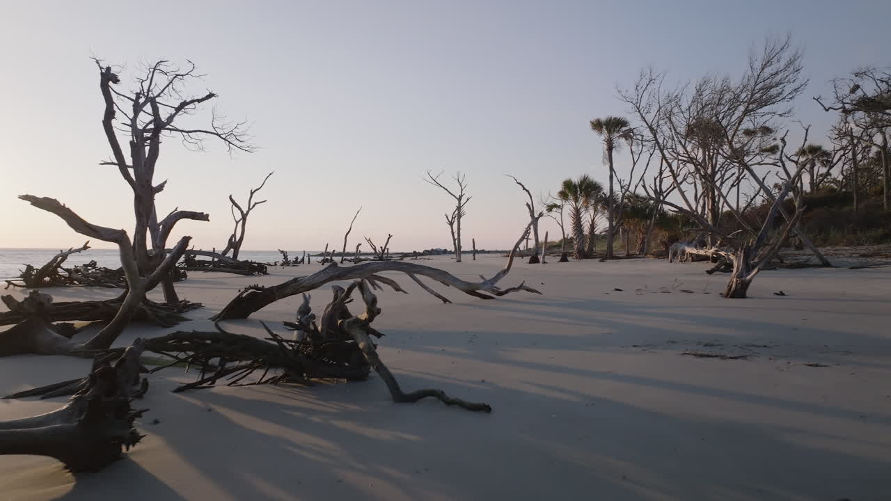Beach with Dead Trees and Driftwood