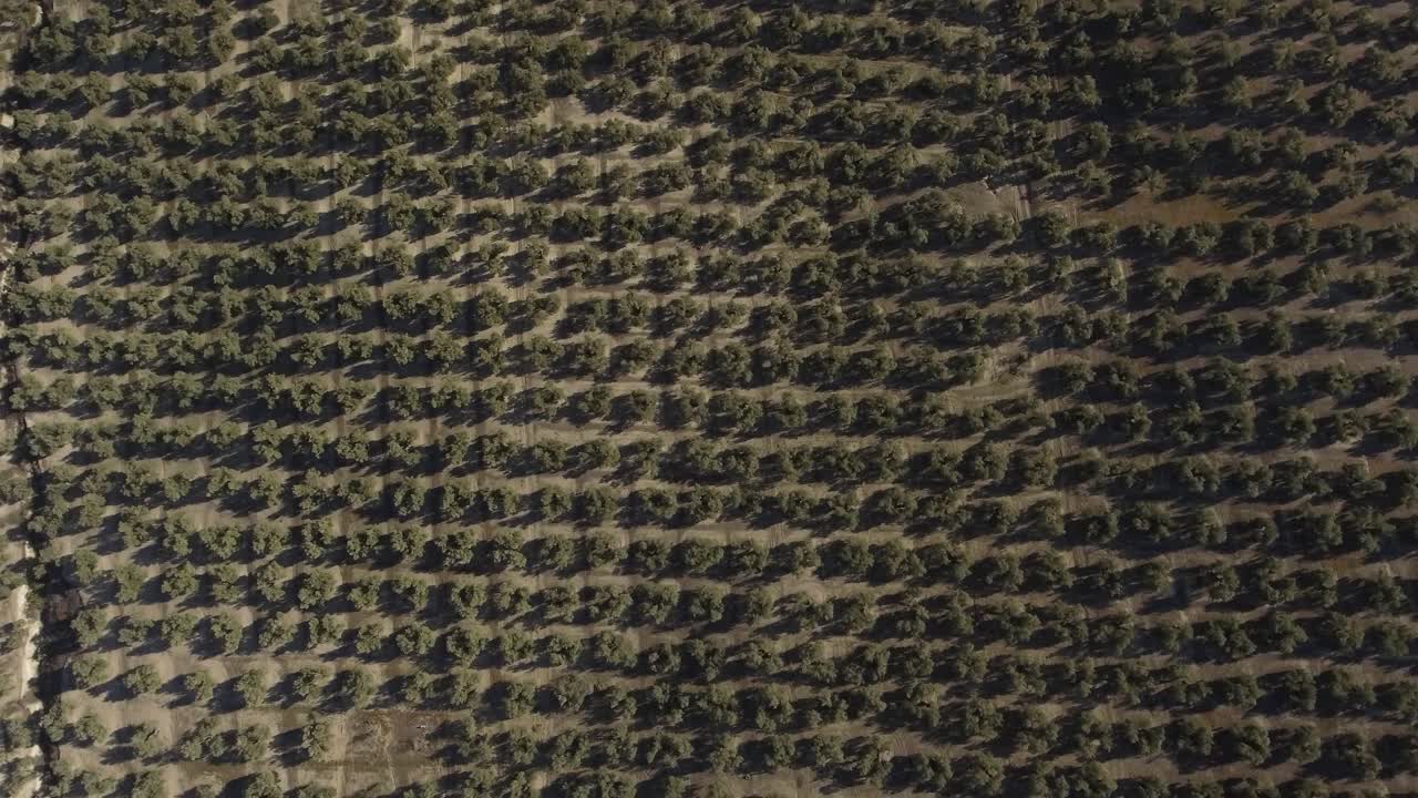 jaen, andalusia, spain의 올리브 과수원에있는 올리브 나무의 규칙적인 행