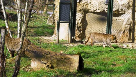 big cat walking, european wildcat walking in green grass in the nature