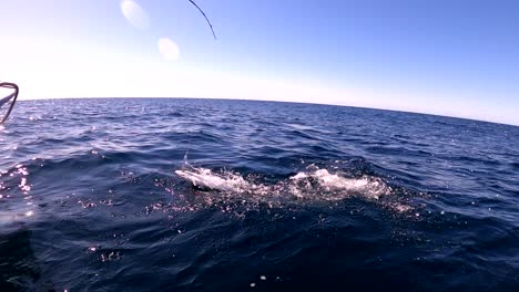 yellowtail fish fights bent rod and leaps out of water against fishermen in waders