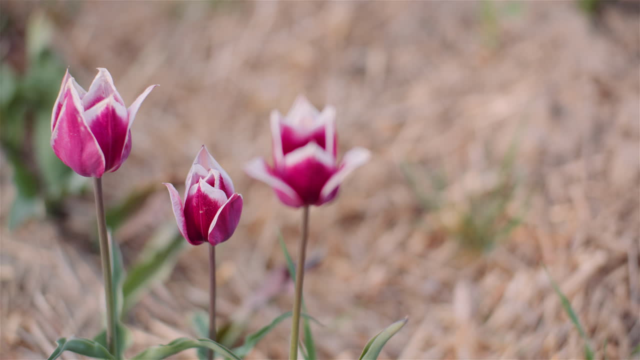 Flerfarvet tulipanplantage i foråret