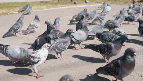 close up of large group of pigeons gathered on paved urban ground, some pecking at food while others stand alert, iridescent feathers glistening under sunlight with grass in background