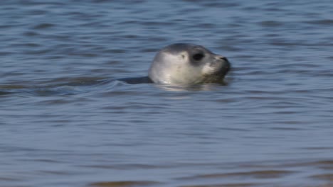 Hafenrobbe-Im-Seichten-Wasser-Des-Wattenmeeres,-Texel,-Niederlande---Süße-Tiere