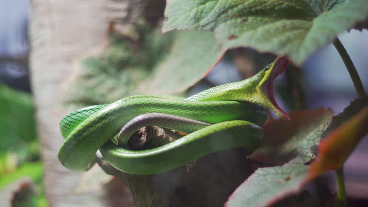 primer plano de una serpiente verde hambrienta bostezando en la selva tropical en la academia de ciencias de san francisco california, serpiente estirando la boca preparándose para comer