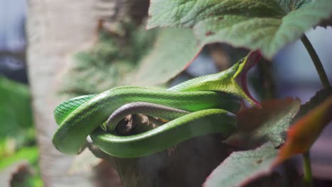 Close Up shot of a hungry green snake yawning in the tropical rainforest at the Academy Of Sciences San Francisco California, serpent stretching its mouth preparing to eat