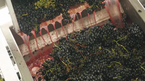 red grapes are pressed, and the juice flows down