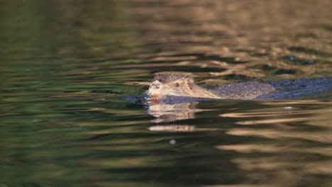 young nutria beaver gliding over water surface during sun reflection,closeup tracking shot - 4k 60fps for slow motion footage