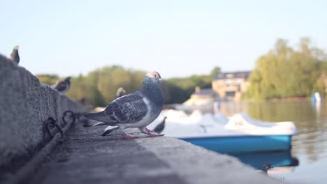 Close-up-of-pigeons-standing-on-a-ledge-near-a-water-canal-in-Europe,-still-shot-of-urban-fauna