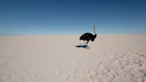 an ostrich in the desert kicking up sand