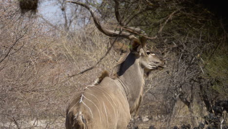 a stoic kudu bull stands still looking into the trees and then turns towards the camera in slow motion