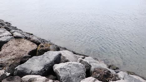 large stones barrier at the coast of sao mateus da calheta in angra, terceira island, portugal