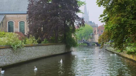 bruges canal with white swans between old trees with church of our lady in the background. brugge, belgium