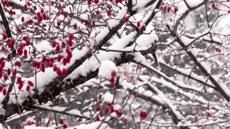 Nieve-Cayendo-Sobre-El-árbol-De-Bayas