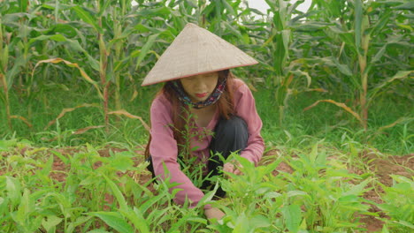 asian farmer working in a cornfield
