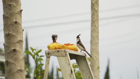 cardenal comiendo una papaya madura