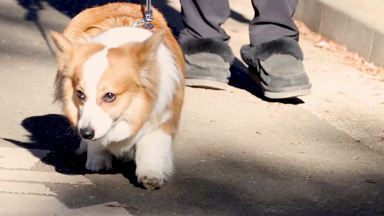A cheerful corgi walks alongside its owner on a sunny day, enjoying the outdoor stroll.