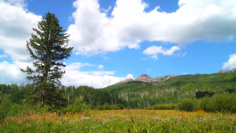 cinematográfica cámara lenta pan izquierda brisa colorida colorado verano flor silvestre y árbol de aspen bosque kebler pasar cresta butte gunnison impresionante montañas rocosas paisaje valle y picos nubes cielo azul
