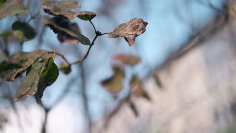 tree branches with dry green leaves swing in light wind