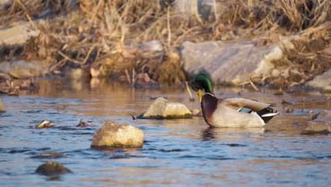 Männliche-Stockente-Auf-Einem-Langsam-Fließenden-Fluss-Mit-Felsen